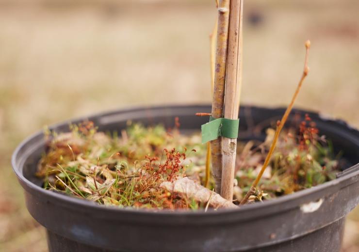 Kviečiame į agromiškininkystės tematikos konferenciją Seime 