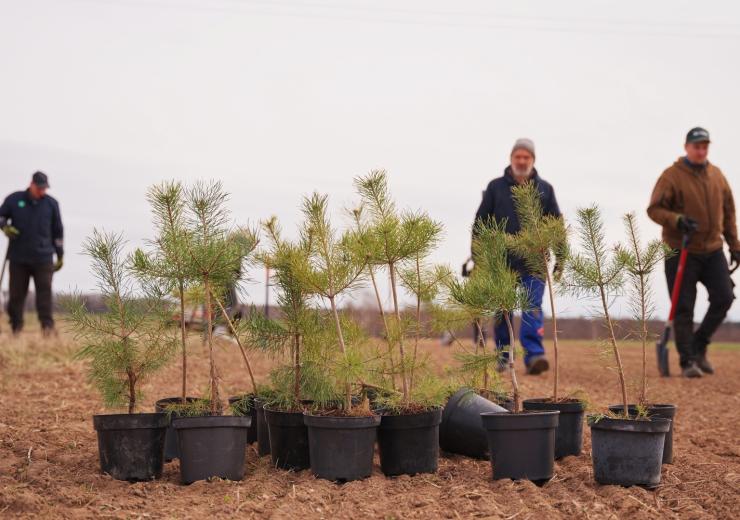 Ilzenbergo dvaro ūkyje išbandomi dar du skirtingi agromiškininkystės būdai