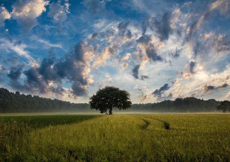 Čekijoje plečiasi agromiškininkystės plotai – kaip šiai šaliai tai pavyko?