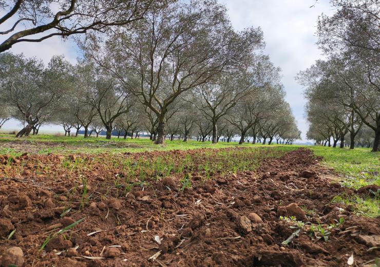 Agromiškininkystė Lietuvoje – nauda akivaizdi, bet įstatymus teks sukurti pirmiems